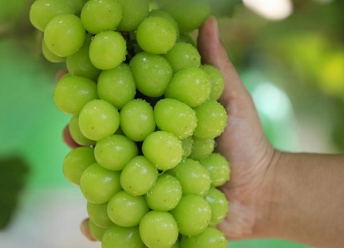 绿色葡萄品种有哪些（绿皮很贵的晴王葡萄是什么品种）