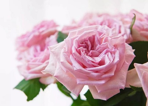 荔枝玫瑰花语是什么意思（白色、粉色各代表什么意思）