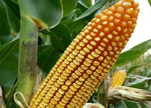 中选777玉米种子简介（中选777品种特性特征、审定公告）
