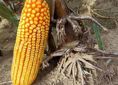 2022年主推玉米品种（2022年最高产的国审玉米种）