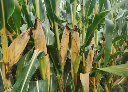 2022年种什么玉米品种好（高产玉米新品种种子排名）