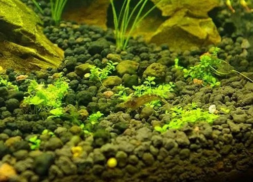 鱼缸里长褐藻说明水质好（鱼缸里出现褐藻原因及处理方法）