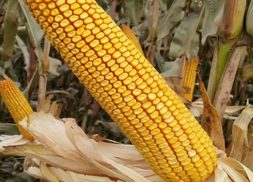 科瑞981玉米种图片