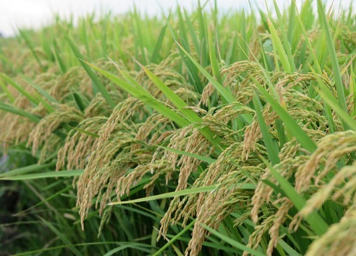 中科发5号水稻品种简介（中科发5号稻种亩产量、积温）