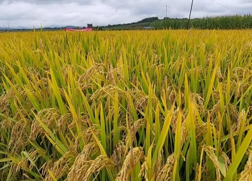 龙洋11水稻种子简介图片