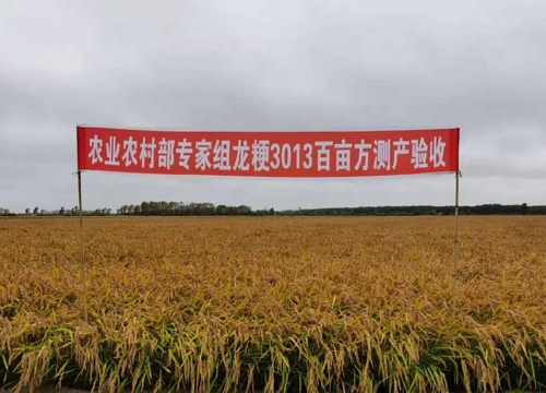 龙粳3013水稻品种简介（种子来源、亩产量、抗倒伏）