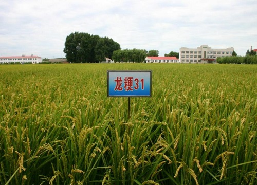 龙粳31水稻品种简介（种子插秧规格，分蘖情况介绍）