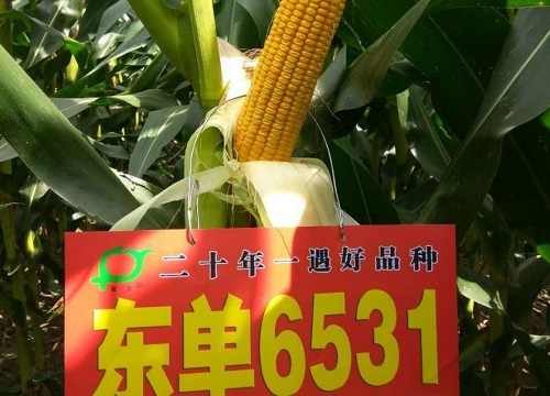 东单6531玉米详细介绍（种子审定公告，亩产量特性）
