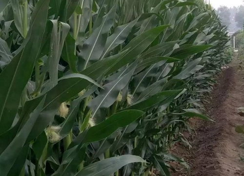 夏玉米高产栽培技术要点（夏季种植玉米要注意什么措施）