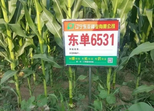 玉米种铁杆3000审定图片