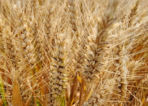 小麦高产优质高效栽培技术 （简述冬小麦种植和管理方法）