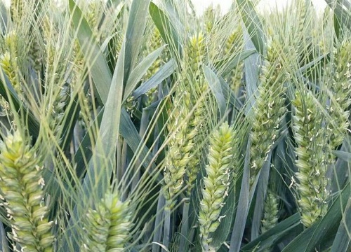 周麦18小麦品种简介图片