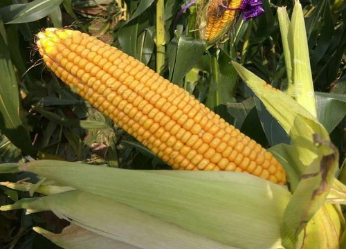 玉米对肥料的需求含量是多少（玉米用什么样的肥才能高产）