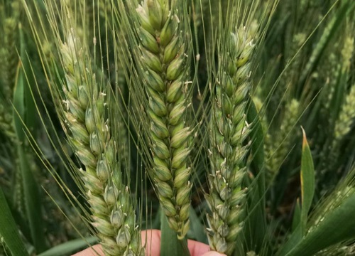 济麦44小麦新品种特点介绍（济麦44产量与特征）