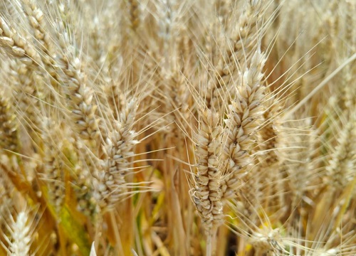 今年小麦种什么品种好（2022年小麦首选什么高产品种）