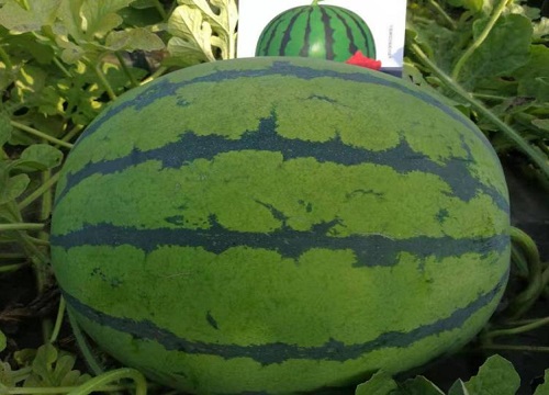 南方种什么西瓜品种最好吃（南方露天最好的西瓜种子排名）