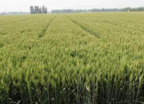 小麦打除草剂能加芸苔素吗（除草剂能和芸苔素混用吗）