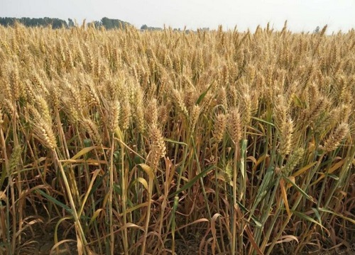 中国小麦品种十大排行榜（全国高产优良小麦种子排名）