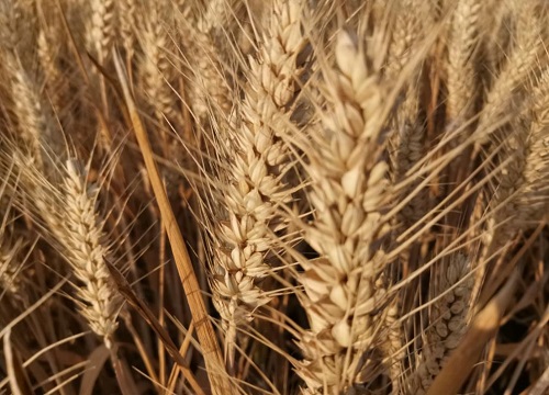 河南最超高产小麦品种排行榜（河南排名第一的优质小麦）