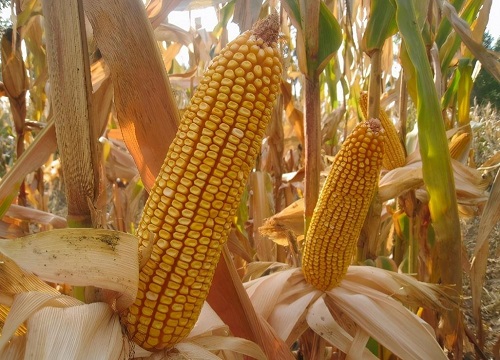 登海518玉米品种特征图片
