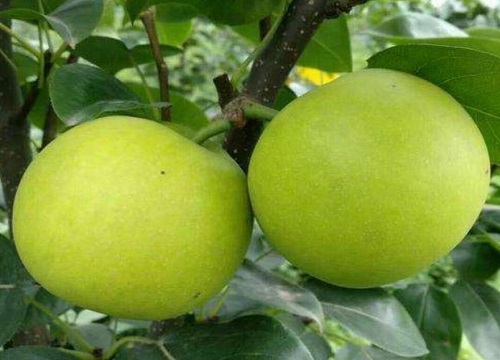目前中国最好的梨品种（现在最有前景的梨树品种排名）