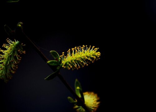 柳樹開花