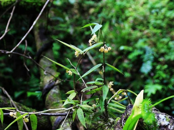 云南保山龙陵首次发现缅甸球兰 由9种增至10种