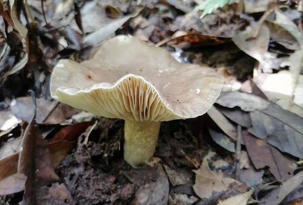 广东祖孙3人食用毒蘑菇致死 勿乱食野生蘑菇