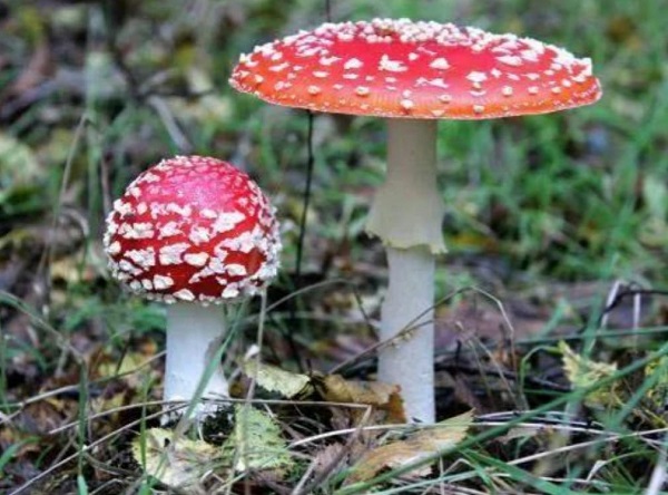 东北毒蘑菇种类图片