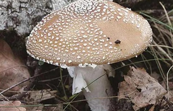 盘点农村常见的毒蘑菇 分辨毒蘑菇样子