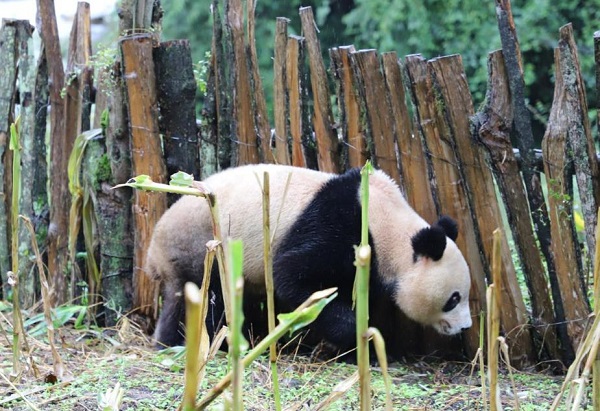 玉米地里长熊猫了 四川村民发现熊猫在掰苞谷
