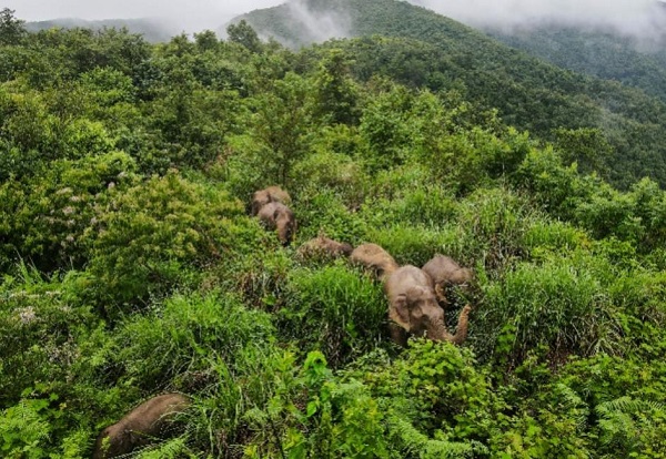 北移亚洲象群进入传统栖息地 安全回家了！